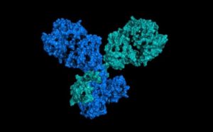 From Our Bench to Yours: Antibody Advice from Proteintech